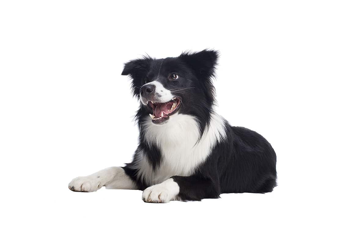 This Grand Rapids roofing company is pet-friendly