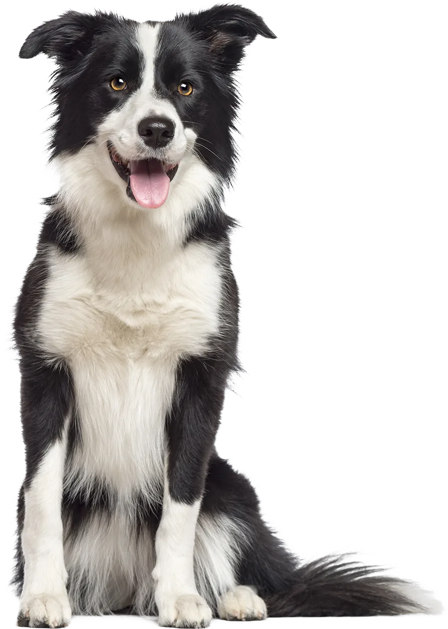 Rufus — Above Roofing's mascot border collie