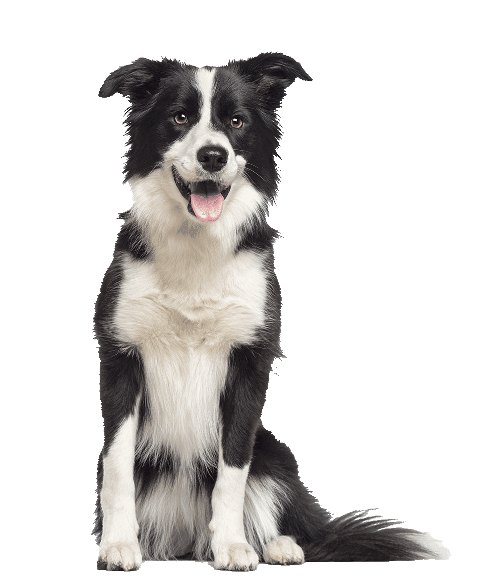Grand Rapids Roofing contractors' dog mascot