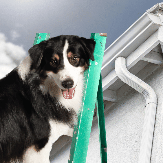 Rocket looking at gutters that need replacing