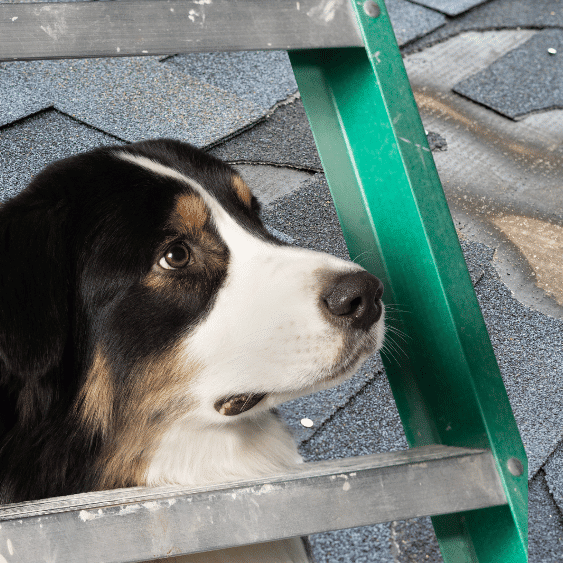 Rocket evaluating a roof repair